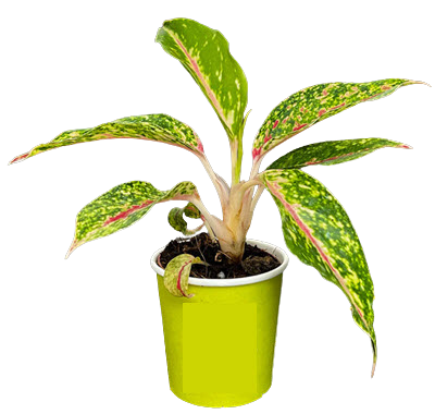 2" Aglaonema Night Sparkle